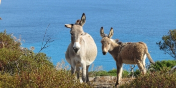 Tour Isola Asinara e Castelsardo in Fuoristrada da Cagliari Viaggio in Pullman con partenza da Sestu dal 04 la 05 Maggio 2019 da € 189