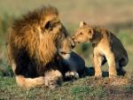 Tour SudAfrica Partenza garantita dalla Sardegna dal 11 al 23 Novembre 2015 da 2950 €
